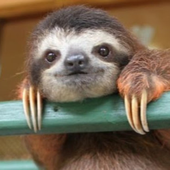 Meet your Posher, Bailey - Picture 1 of 1